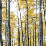 Elegant Hallway Concept
