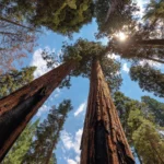 Premium Hallway Ambience